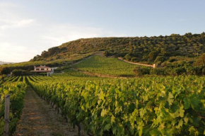 Casa nel vigneto con vista mare